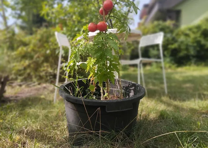 2-room, Garden, Close To The Center Posen